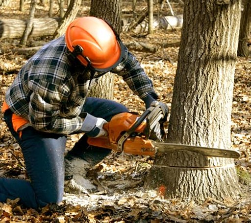 Tree Removal in Loman, MN